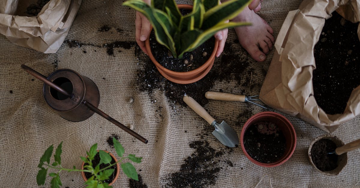 découvrez les principes du jardinage durable pour créer un espace vert respectueux de l'environnement. apprenez à cultiver vos plantes de manière écologique, à préserver la biodiversité et à optimiser l'utilisation des ressources naturelles pour un jardin florissant et durable.