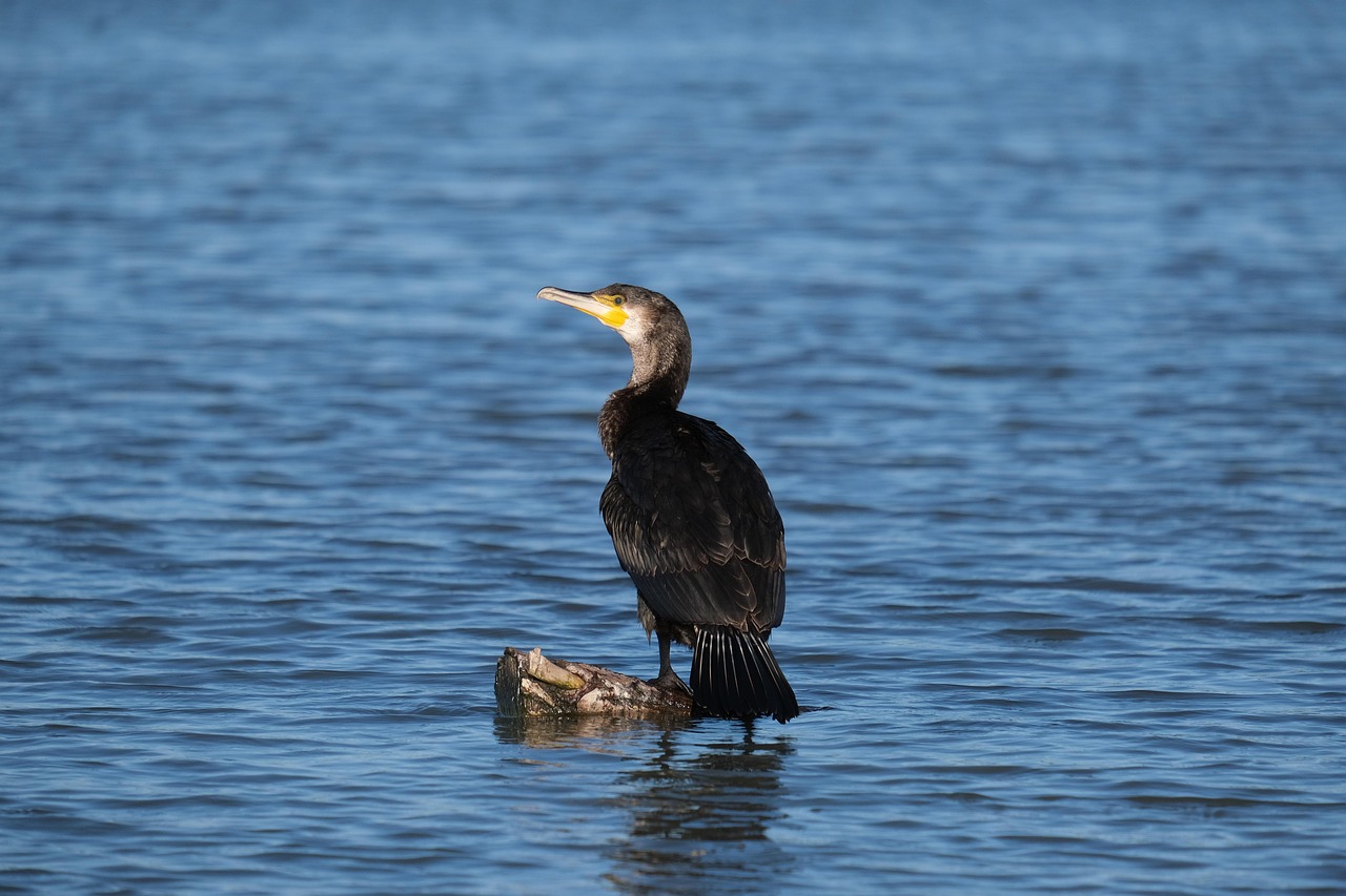 découvrez des conseils pratiques et des stratégies efficaces pour la conservation de l'eau afin de préserver cette ressource précieuse et protéger l'environnement.