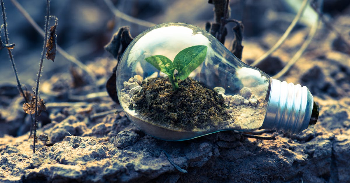 découvrez comment développer une conscience environnementale cruciale pour protéger notre planète. apprenez des astuces pratiques et des stratégies pour réduire votre empreinte écologique et promouvoir un avenir durable.