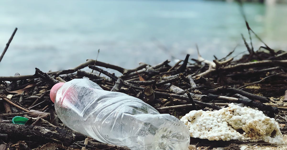 découvrez l'importance de la sensibilisation environnementale et comment elle joue un rôle crucial dans la protection de notre planète. apprenez des stratégies pratiques pour réduire votre empreinte écologique et promouvoir un avenir durable.