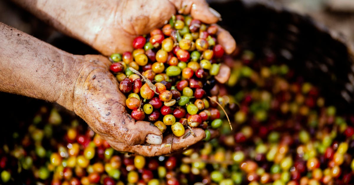 découvrez les systèmes alimentaires durables qui allient respect de l'environnement, équité sociale et économie locale. apprenez comment adopter des pratiques alimentaires bénéfiques pour la planète et la santé, tout en soutenant les communautés locales.