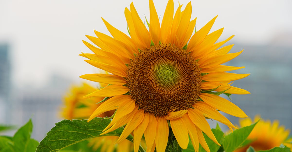 découvrez l'investissement durable : une approche qui allie rentabilité financière et impact positif sur l'environnement et la société. explorez comment améliorer votre portefeuille tout en soutenant des initiatives écologiques et sociales.