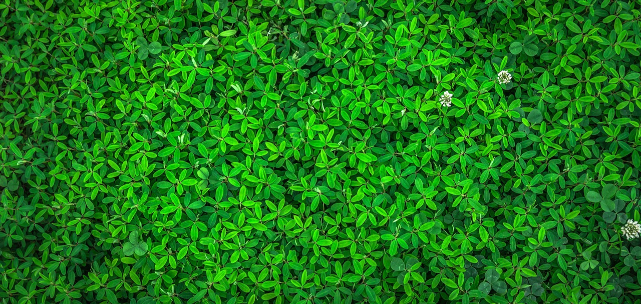 découvrez les cercueils écologiques, conçus pour respecter l’environnement tout en honorant vos proches. optez pour une alternative durable et naturelle pour des funérailles responsables.