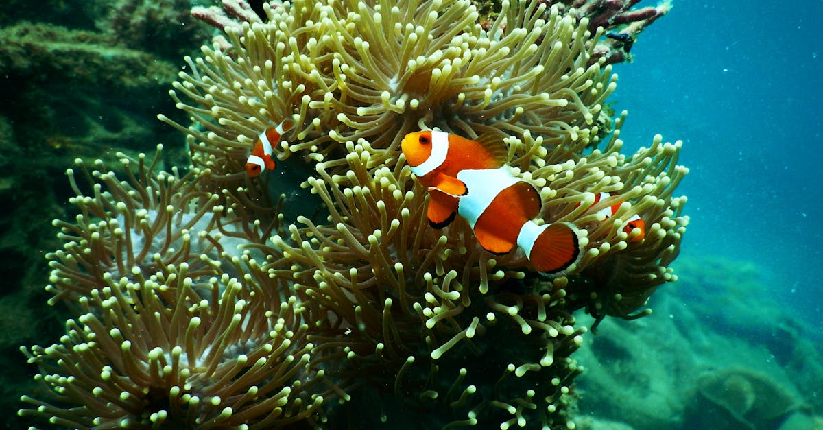 découvrez la richesse et la diversité de la biodiversité marine, comprenant les écosystèmes marins, les espèces menacées et les efforts de conservation pour préserver notre patrimoine océanique.