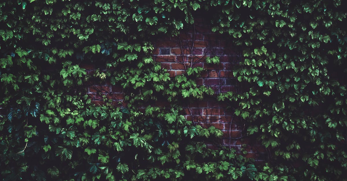 découvrez l'écologie urbaine, un domaine passionnant qui explore l'interaction entre les milieux naturels et les espaces urbains. apprenez comment les villes peuvent devenir des habitats durables et favoriser la biodiversité tout en répondant aux besoins des habitants.