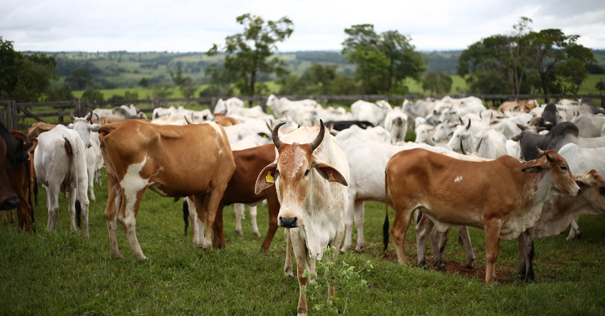 découvrez les principes de l'agriculture durable, une approche respectueuse de l'environnement qui favorise la biodiversité, préserve les ressources naturelles et garantit une production alimentaire éthique pour les générations futures.