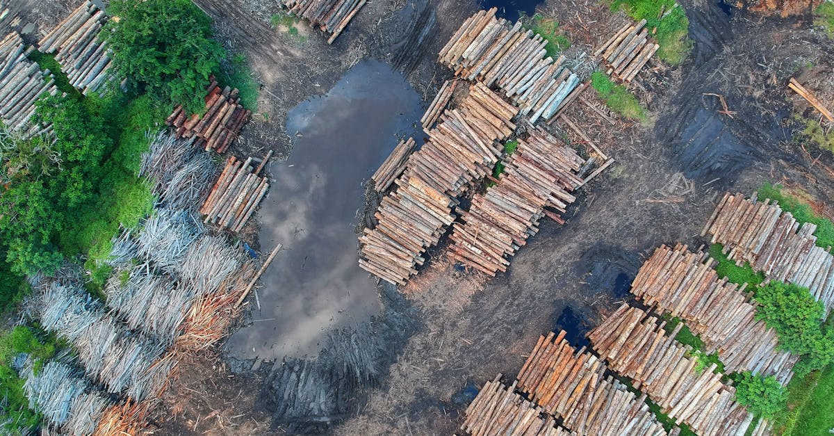 découvrez les enjeux de la déforestation : ses causes, ses conséquences sur l'environnement et la biodiversité, ainsi que les solutions pour protéger nos forêts et préserver notre planète.