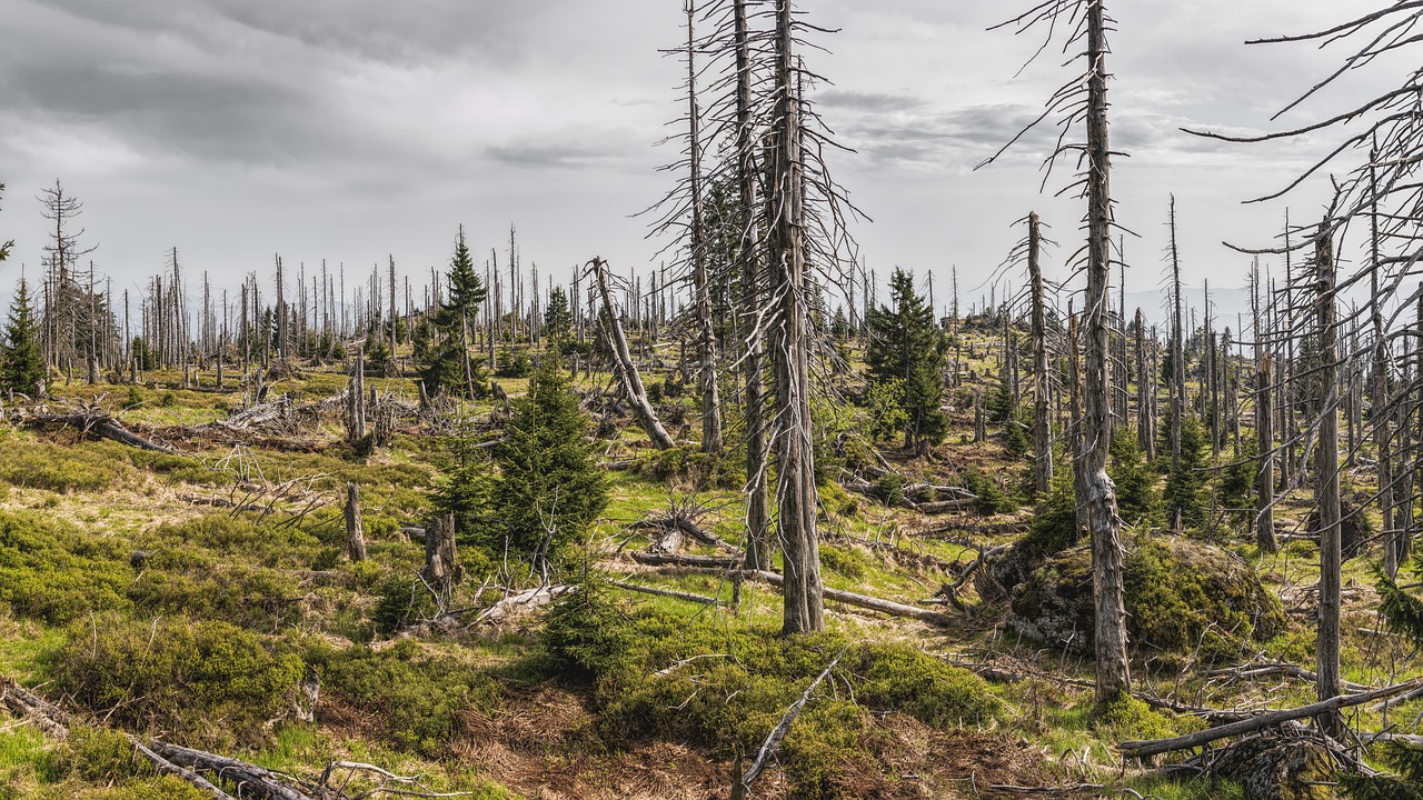 découvrez l'importance de la protection de l'environnement, ses enjeux et les actions à adopter pour préserver la planète et garantir un avenir durable à tous.