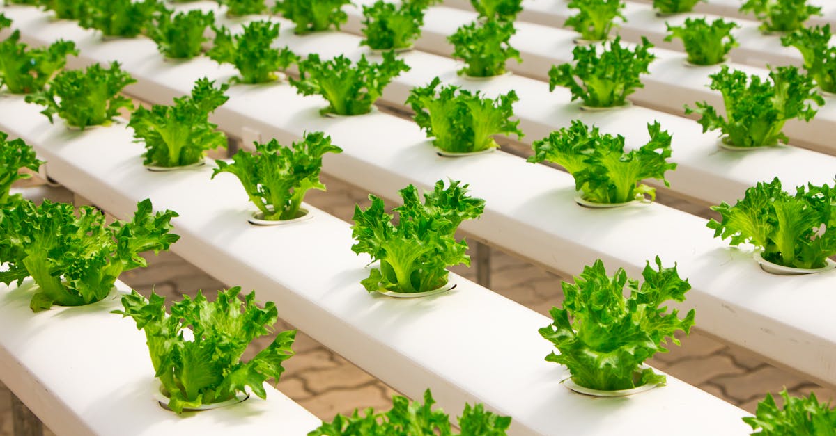 découvrez les innovations durables qui transforment notre monde. plongez dans les solutions écologiques et les technologies novatrices qui favorisent un avenir responsable et respectueux de l'environnement.