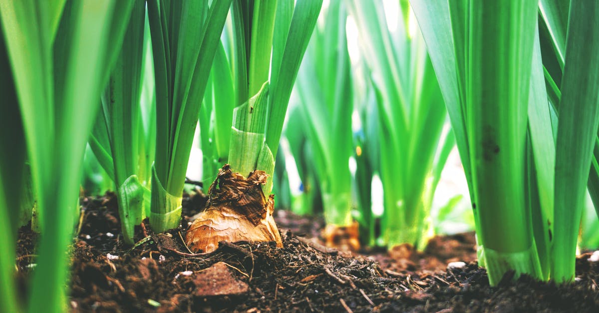 découvrez les pratiques de l'agriculture durable, qui allient respect de l'environnement, préservation des ressources naturelles et bien-être des communautés. apprenez comment cette approche contribue à un avenir alimentaire responsable et écoresponsable.