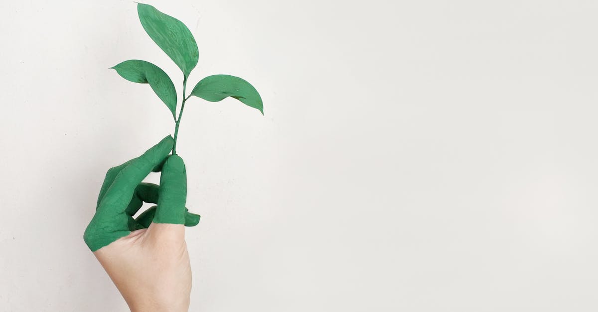 découvrez les principes du développement durable et explorez des solutions écologiques pour un mode de vie respectueux de l'environnement. engagez-vous vers un avenir plus vert et responsable.