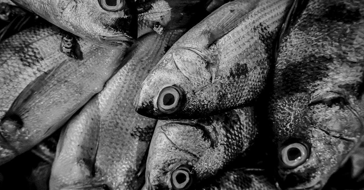 découvrez comment une approche d'approvisionnement durable peut transformer votre entreprise en réduisant l'impact environnemental tout en renforçant les relations avec les fournisseurs. adoptez des pratiques responsables qui favorisent la durabilité et l'éthique dans votre chaîne d'approvisionnement.