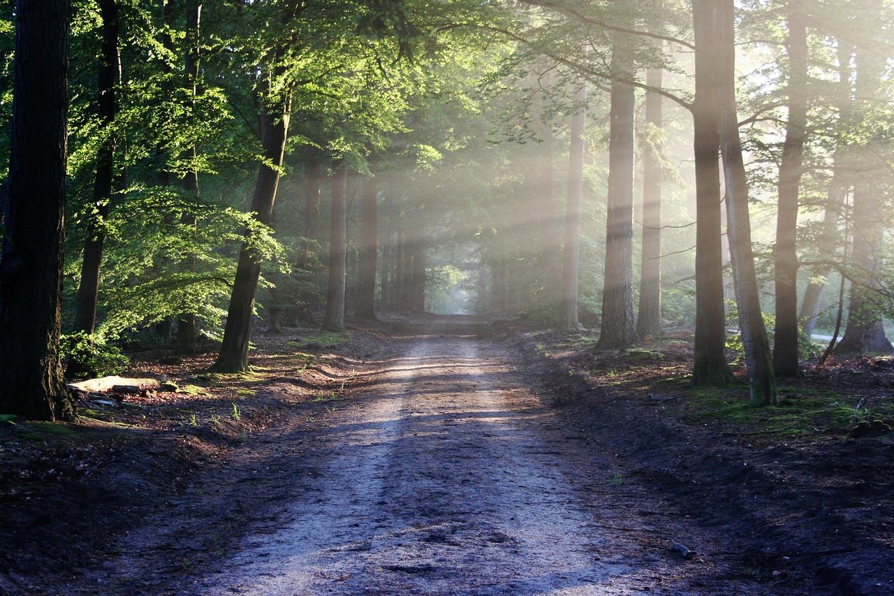 découvrez trail impact, une aventure de course en pleine nature qui combine endurance, exploration et respect de l'environnement pour des sensations uniques.