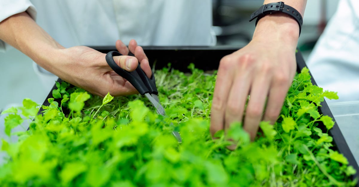 découvrez les principes et les pratiques de la durabilité : comment adopter un mode de vie respectueux de l'environnement, réduire son impact écologique et contribuer à un avenir plus vert et responsable.