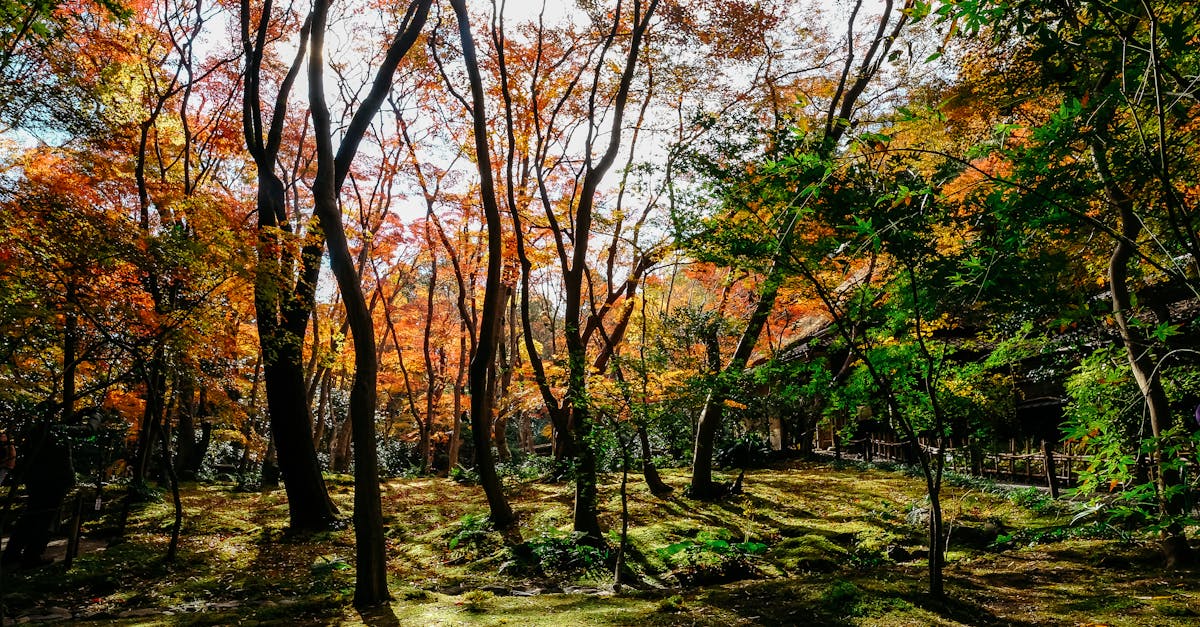 découvrez le protocole de kyoto, un accord international majeur visant à lutter contre le changement climatique en réduisant les émissions de gaz à effet de serre. explorez son historique, ses objectifs et son impact sur la politique environnementale mondiale.
