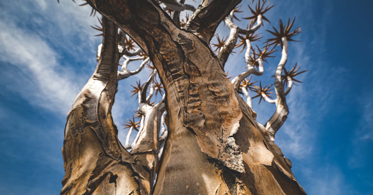 découvrez des stratégies innovantes et efficaces pour l'adaptation au changement climatique, afin de préparer nos communautés et notre environnement à faire face aux défis futurs.