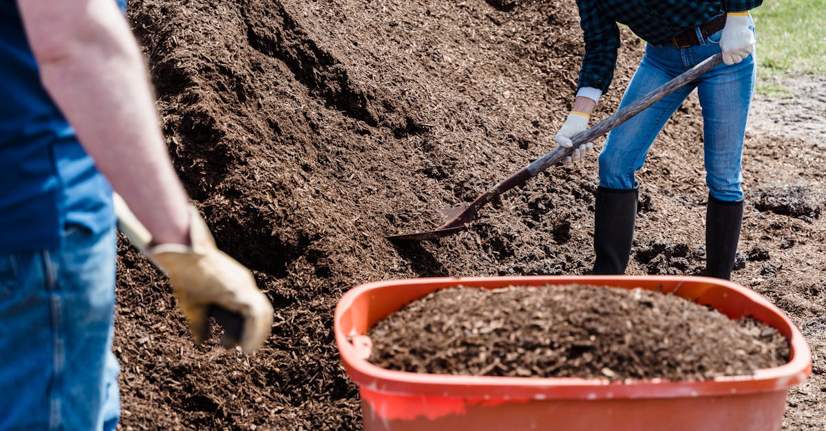 découvrez les principes du jardinage durable pour cultiver votre espace vert tout en préservant l'environnement. apprenez des méthodes écologiques, choisissez des plantes adaptées et créez un jardin productif et respectueux de la nature.