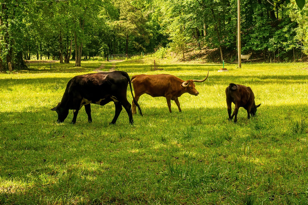 découvrez ce qu'est l'empreinte carbone, son impact sur l'environnement et les différentes façons de la réduire pour un avenir plus durable. informez-vous sur les actions qui peuvent contribuer à préserver notre planète.