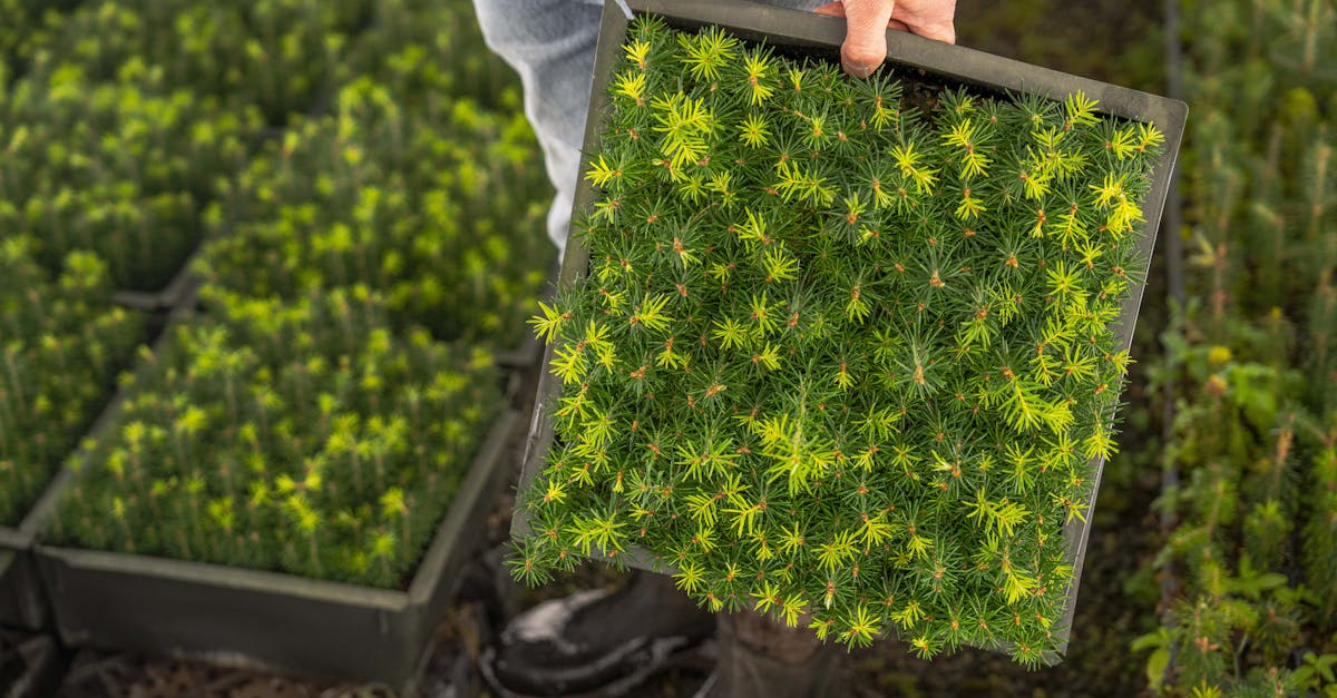 découvrez les pratiques d'agriculture durable qui préservent l'environnement, soutiennent les communautés locales et garantissent une production alimentaire éthique et efficiente. explorez des solutions innovantes pour un avenir agricole responsable.