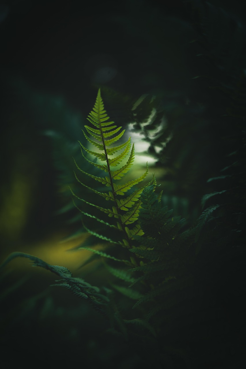 découvrez les forêts tropicales : leur biodiversité exceptionnelle, leur rôle essentiel dans le climat mondial et les menaces qui pèsent sur ces écosystèmes uniques.