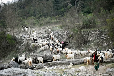 Anthony Ménard, agriculteur engagé, prend la tête de l’échelon régional de la FNSEA : portrait d’un éleveur passionné et porte-voix du secteur agricole