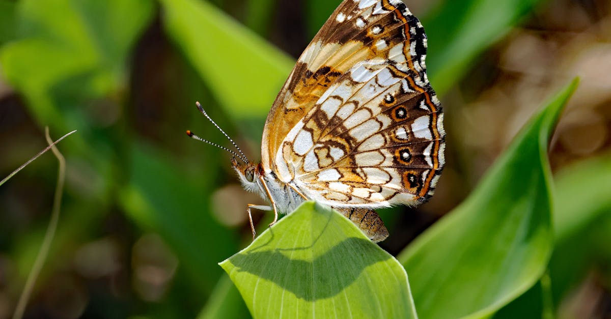 Législation environnementale : enjeux et perspectives pour un avenir durable
