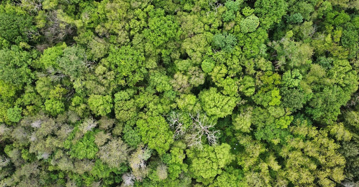 Préservation des ressources : stratégies efficaces pour un avenir durable