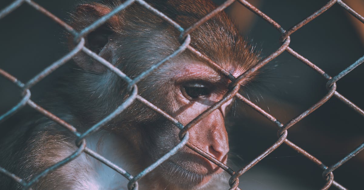 Éthique environnementale : Comprendre ses enjeux et impacts sur notre avenir