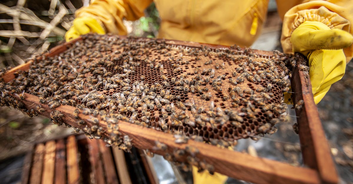 Protection des écosystèmes : enjeux et solutions pour un avenir durable