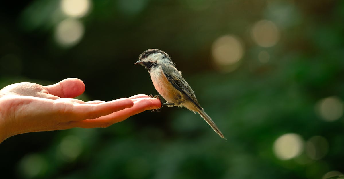 Pratiques de conservation : méthodes efficaces pour protéger notre environnement