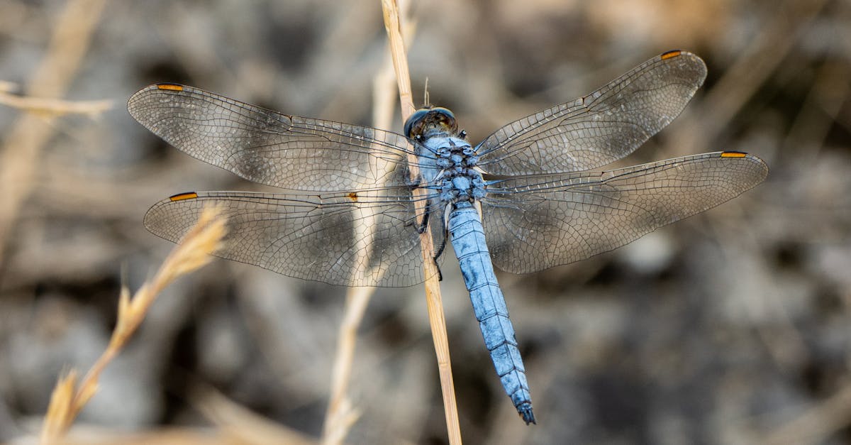 Protéger la faune : stratégies efficaces pour sauvegarder notre biodiversité