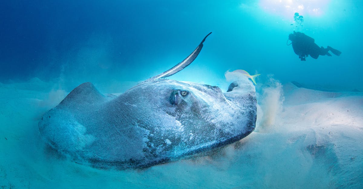 Biodiversité marine : enjeux et solutions pour la préservation des écosystèmes marins
