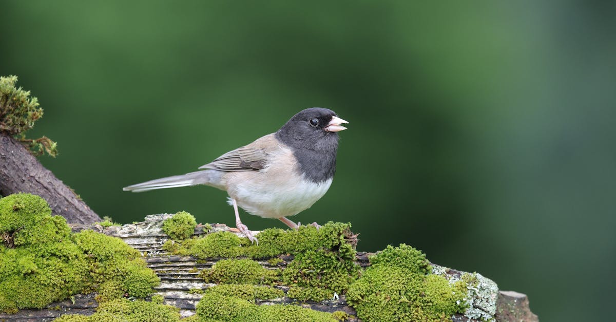Préservation des espèces : enjeux et solutions pour la biodiversité