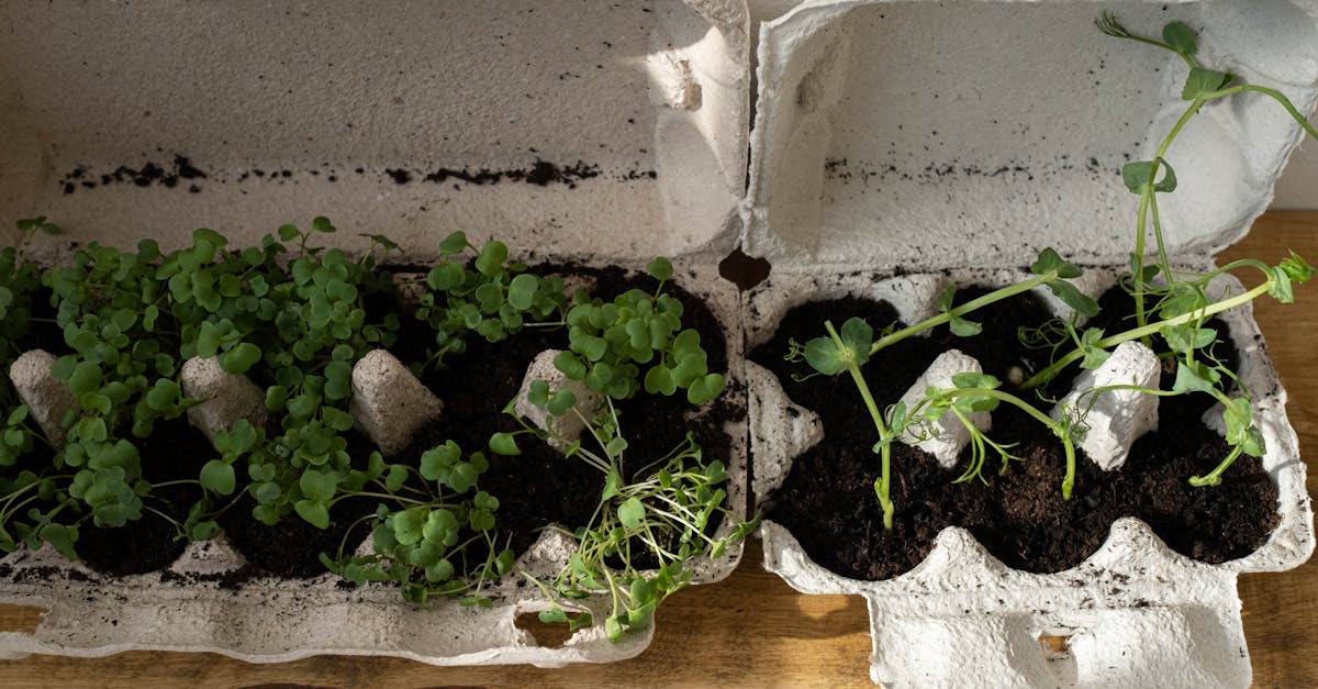 Réduction des déchets : 10 astuces pour un mode de vie plus durable