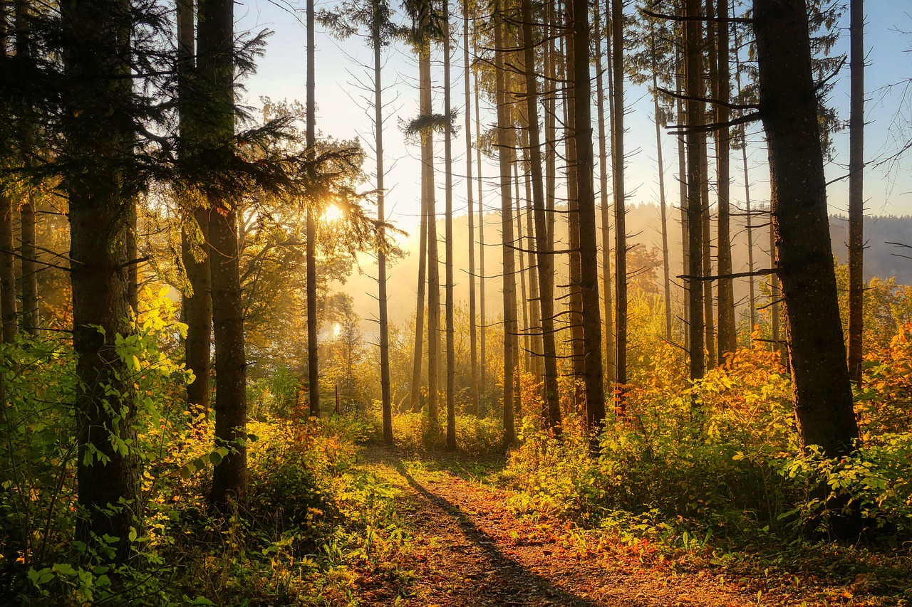 La forêt : un élément clé pour préserver une planète sans carbone