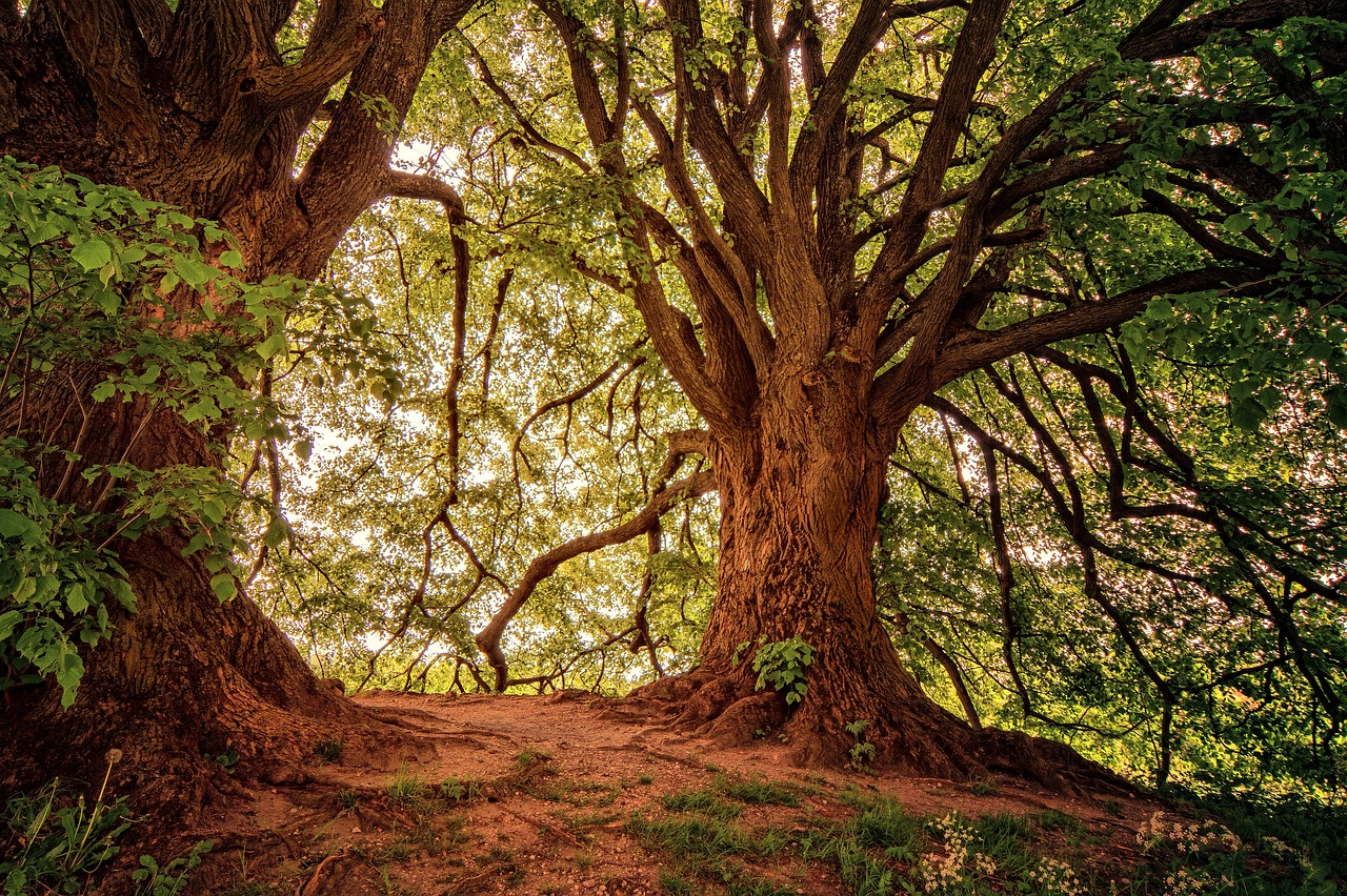 L’impact vital des forêts sur le cycle mondial du carbone face aux défis du changement climatique