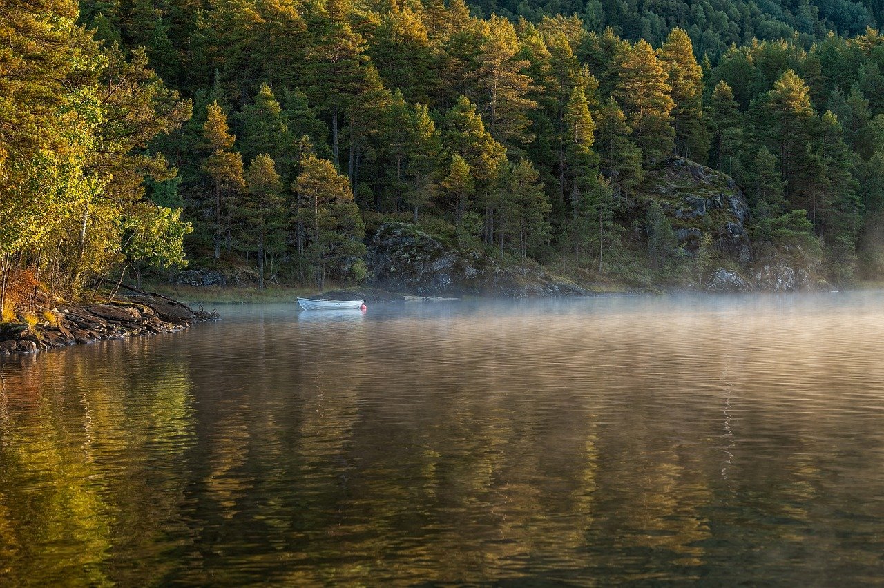 découvrez la beauté des forêts, ces écosystèmes riches en biodiversité, qui abritent une multitude d'espèces végétales et animales. explorez leurs secrets, leur importance écologique et les activités à y pratiquer comme la randonnée et l'observation de la faune.