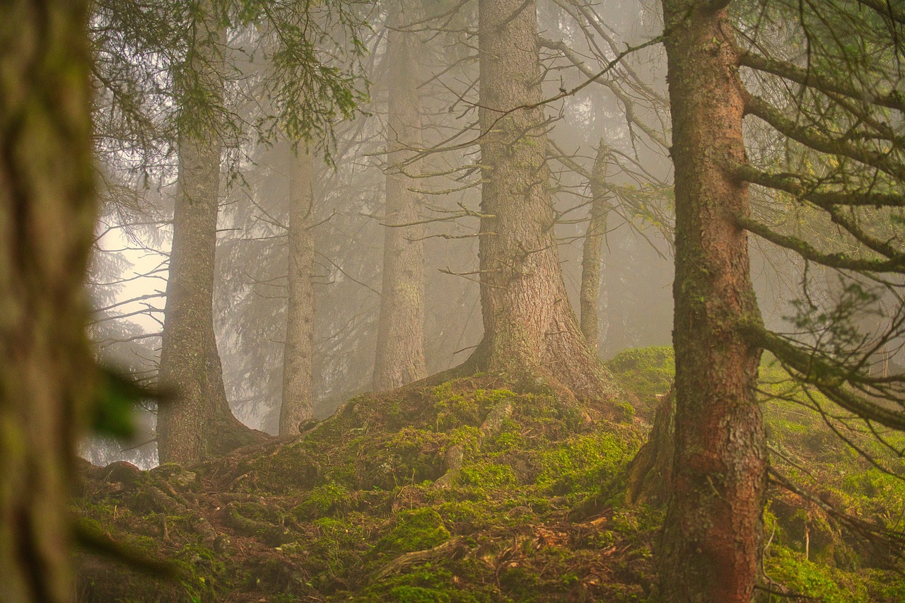 découvrez l'importance des forêts pour notre planète, leur rôle essentiel dans la biodiversité, la régulation du climat et la préservation des écosystèmes. explorez les merveilles naturelles qu'elles offrent et les efforts de conservation pour protéger ces trésors verts.