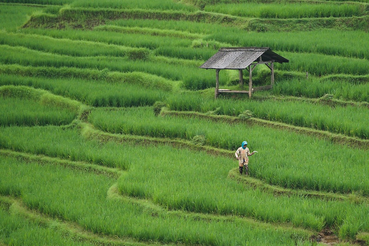 découvrez l'agriculture durable, une approche innovante qui préserve l'environnement tout en répondant aux besoins alimentaires de la population. apprenez comment les pratiques écologiques favorisent la biodiversité, réduisent l'empreinte carbone et soutiennent les communautés locales.