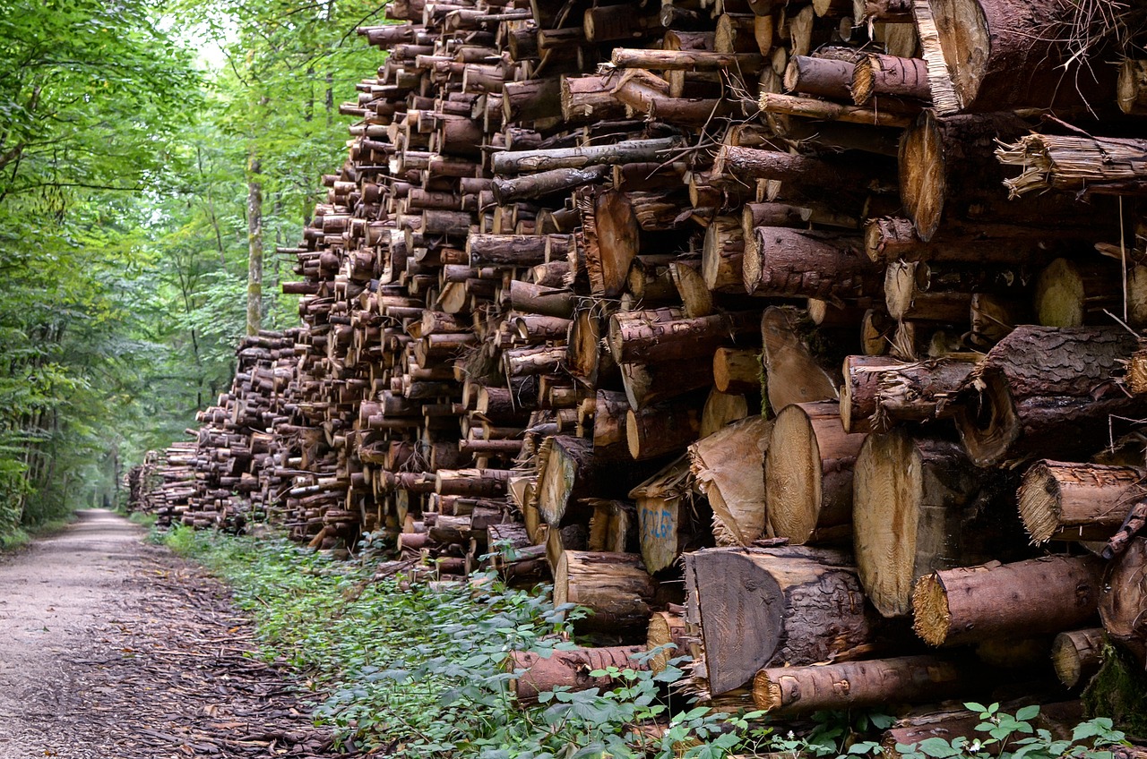 découvrez l'univers de la foresterie : un secteur clé pour la gestion durable des forêts, la préservation de la biodiversité et la lutte contre le changement climatique. apprenez-en plus sur les pratiques de sylviculture, la gestion des ressources forestières et l'importance des écosystèmes forestiers pour notre avenir.