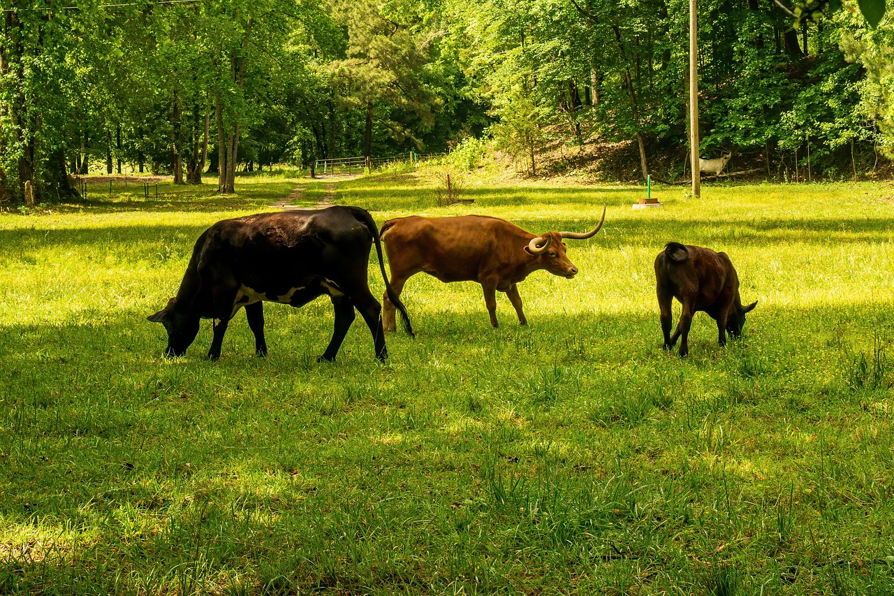 Le rôle de l’agriculture dans le bilan carbone