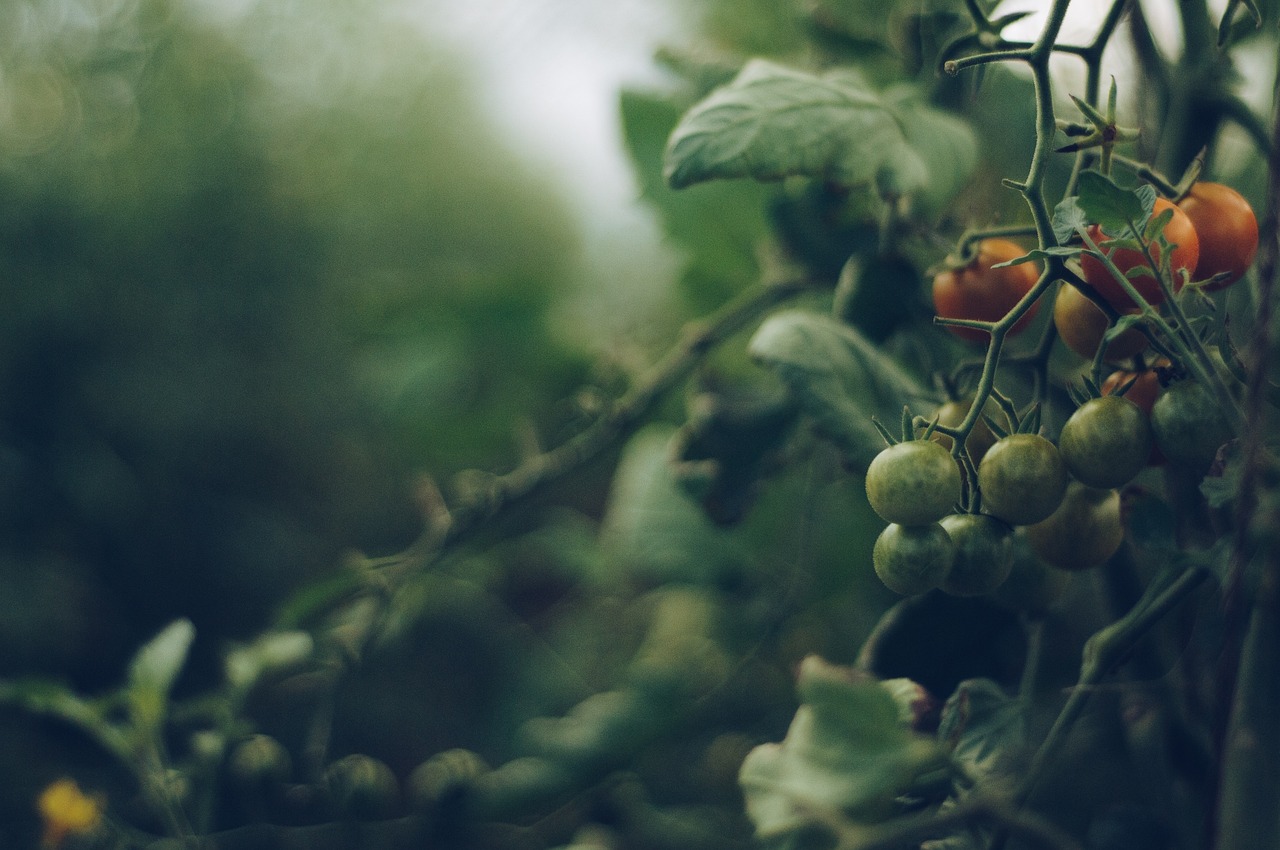 Les avantages de l’agriculture biologique sur le bilan carbone