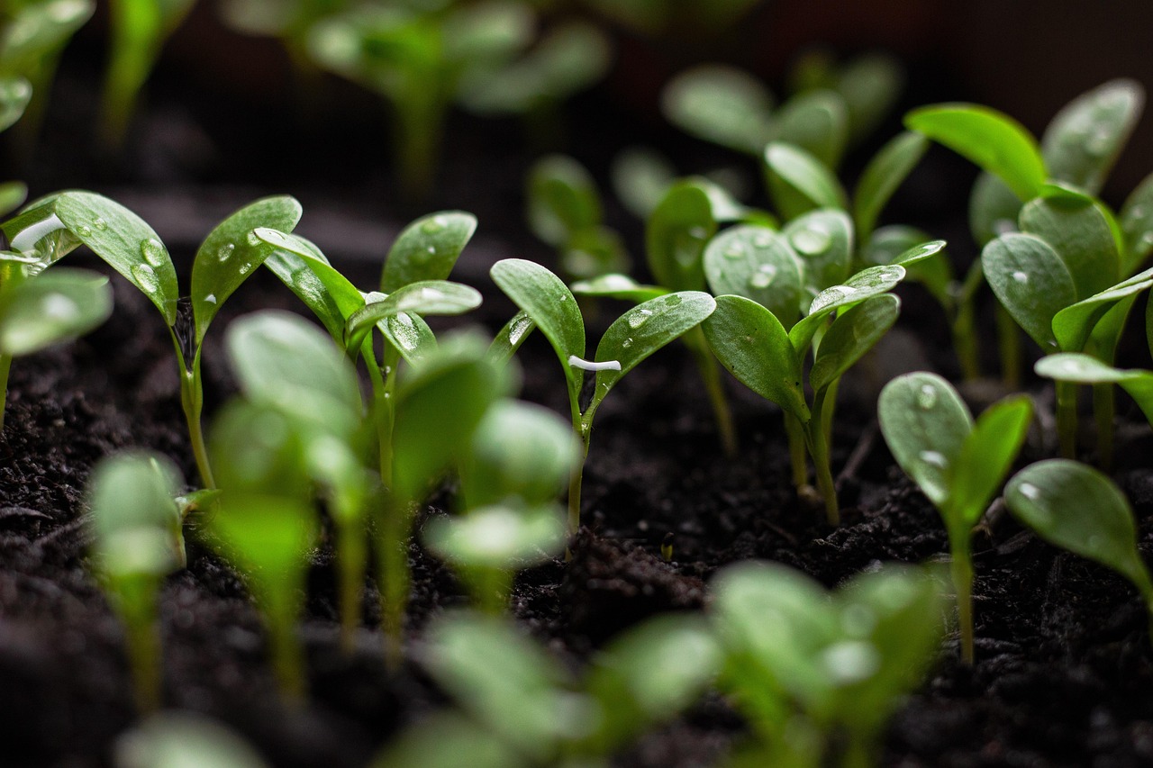 découvrez comment la durabilité numérique transforme les entreprises et les technologies en intégrant des pratiques écologiques, tout en favorisant un avenir responsable et durable dans le monde digital.