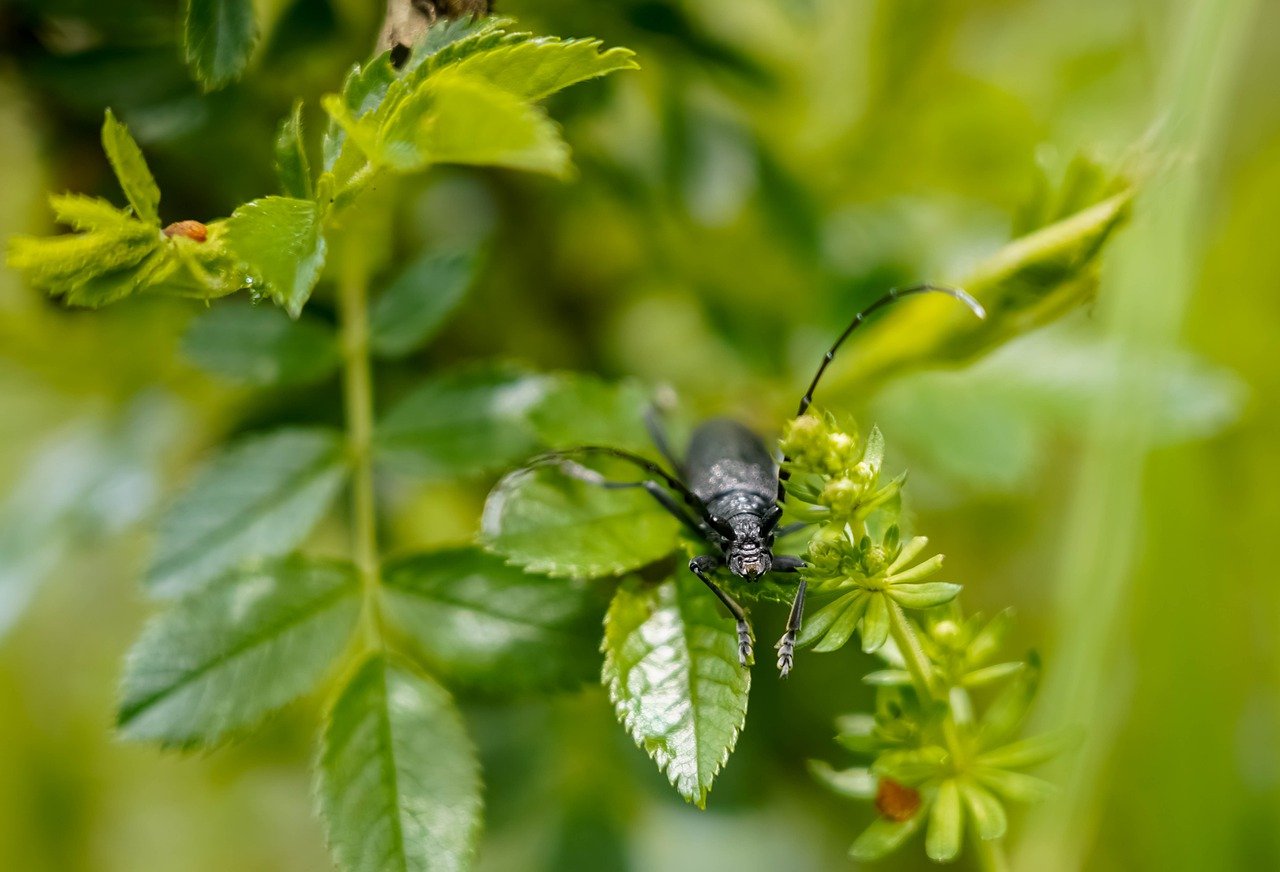 découvrez l'écologie, une science essentielle qui étudie les interactions entre les êtres vivants et leur environnement. plongez dans des thèmes tels que la biodiversité, la conservation, et le développement durable afin de comprendre les enjeux écologiques contemporains.