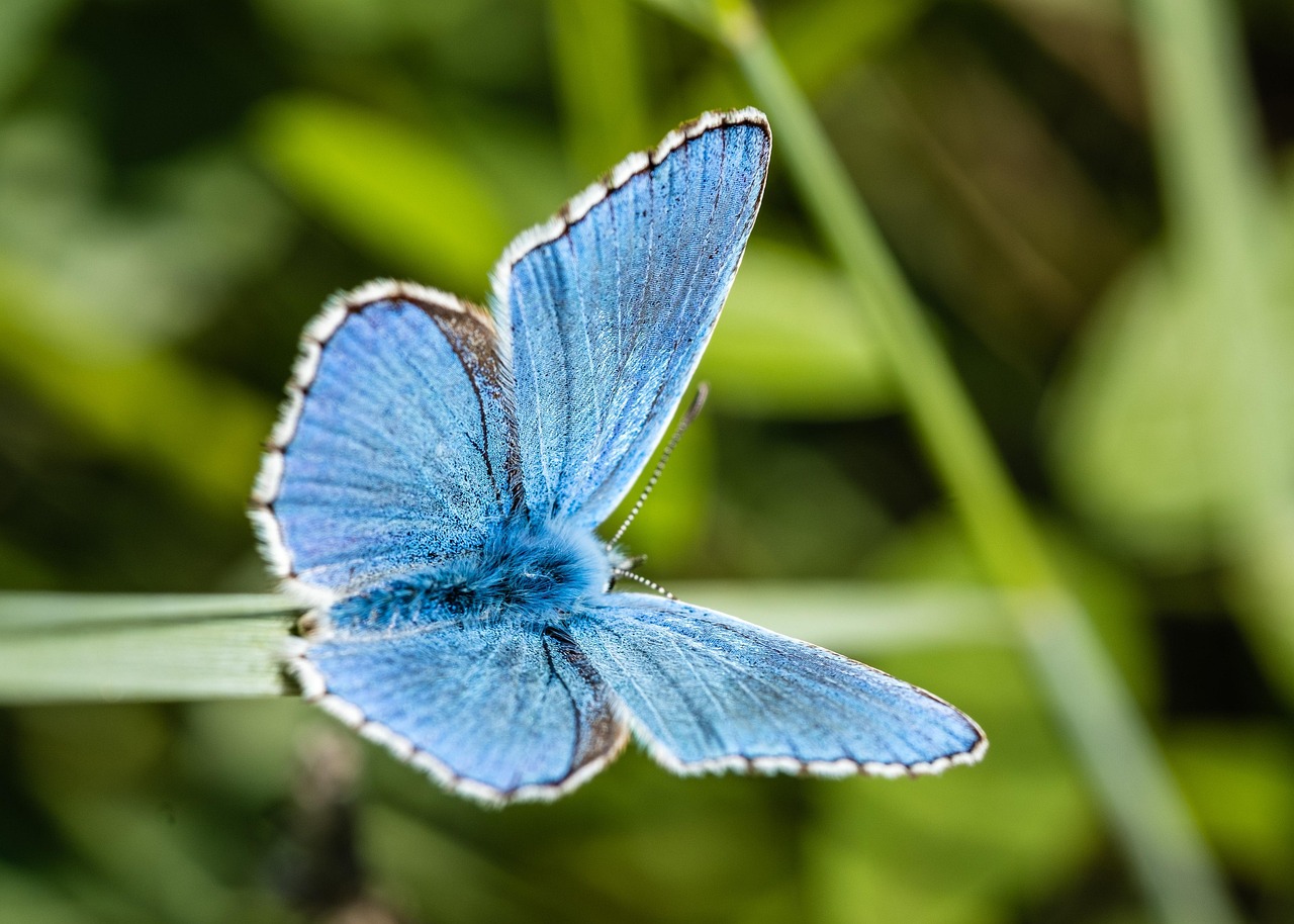 Le lien entre biodiversité et bilan carbone