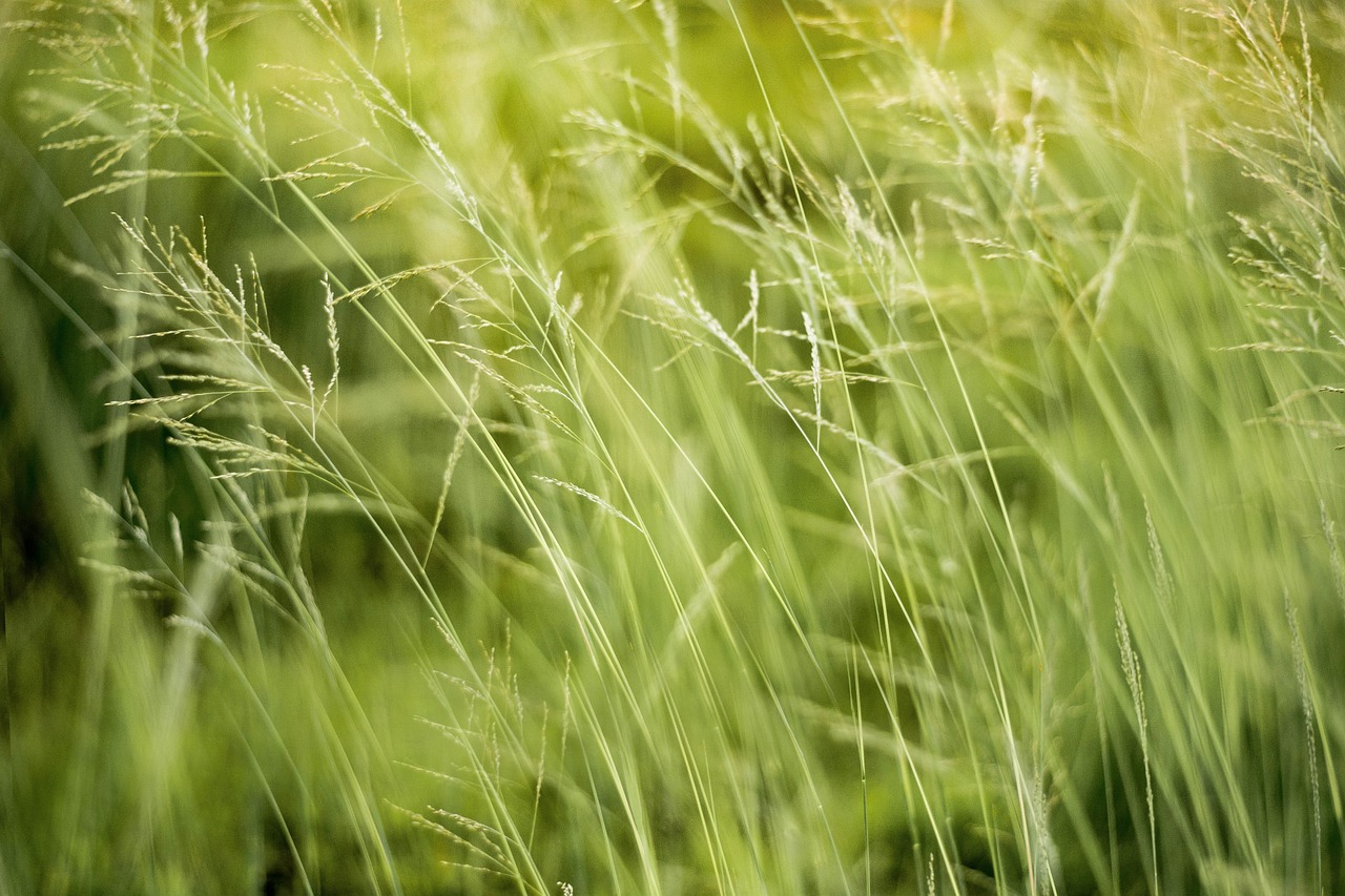 découvrez les effets de nos actions sur l'environnement, des enjeux de durabilité aux solutions innovantes pour réduire notre empreinte écologique. informez-vous sur l'impact environnemental et engagez-vous pour un avenir plus vert.