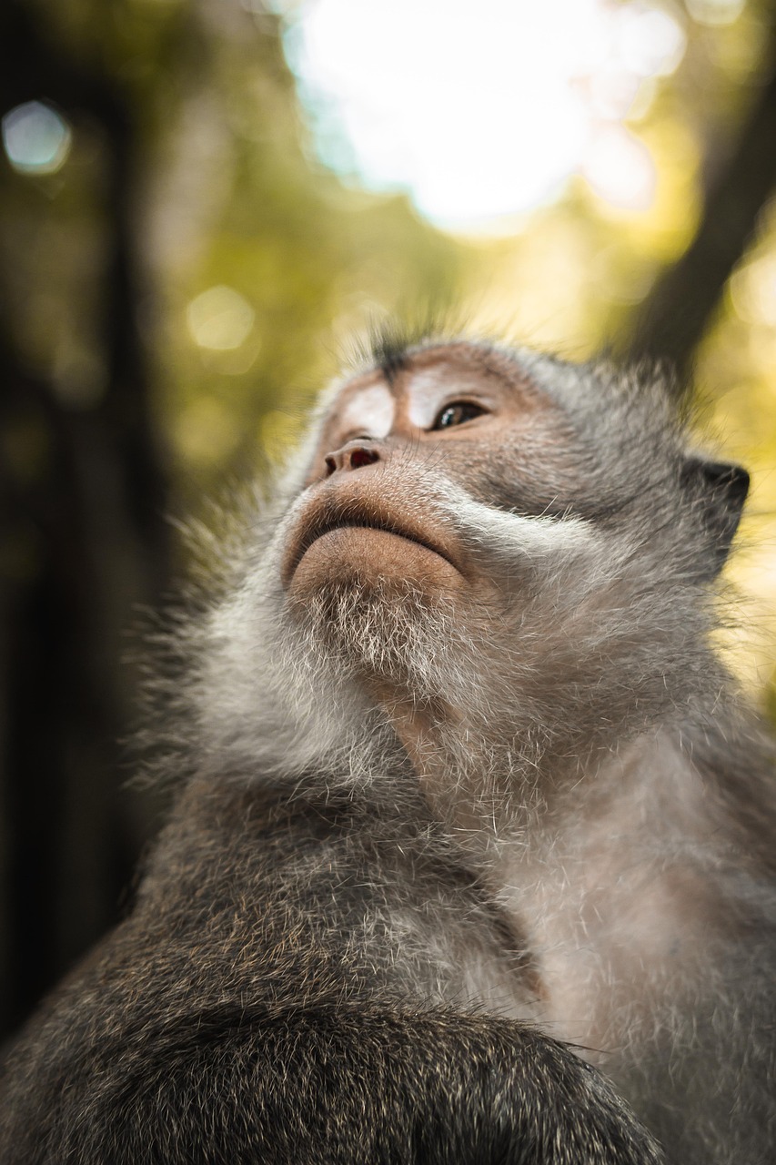 découvrez l'importance de la biodiversité pour notre planète. explorez les écosystèmes, la richesse des espèces et les actions nécessaires pour préserver notre environnement. engagez-vous pour un avenir durable et protégez la diversité naturelle qui nous entoure.