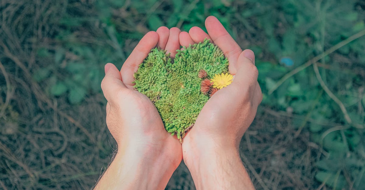 découvrez comment adopter un mode de vie durable grâce à nos conseils pratiques, des astuces écoresponsables et des solutions innovantes pour préserver notre planète tout en améliorant votre quotidien.
