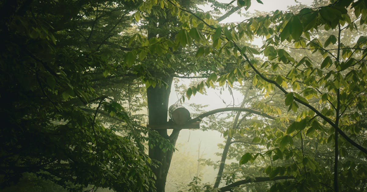 découvrez l'importance de la réglementation environnementale pour la protection de notre planète. explorez les lois et normes qui régissent les activités industrielles, favorisant un développement durable et minimisant l'impact écologique.