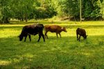 découvrez comment réduire votre empreinte carbone et contribuer à un monde plus durable. apprenez les impacts de vos choix quotidiens sur l'environnement et explorez des solutions pratiques pour diminuer votre impact écologique.